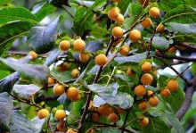 国产精品 种子,培育民族繁荣的沃土